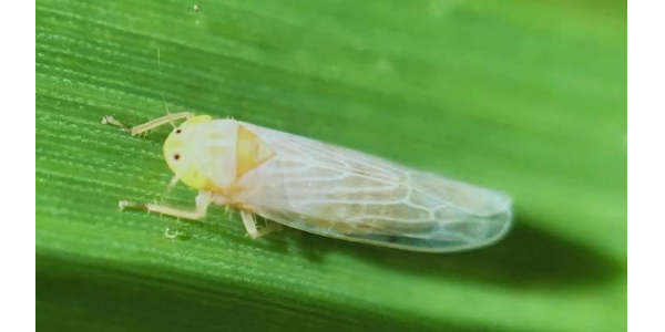 Lorem ipsum dolor sit amet