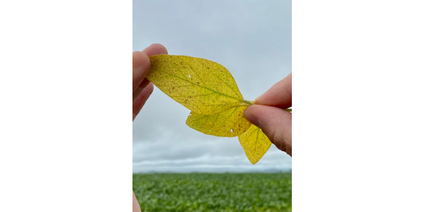 Lorem ipsum dolor sit amet