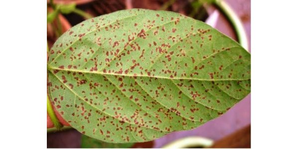 Lorem ipsum dolor sit amet