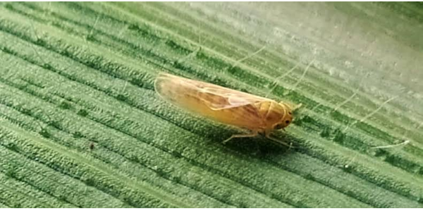 Lorem ipsum dolor sit amet