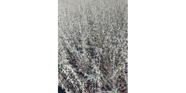 Lorem ipsum dolor sit amet