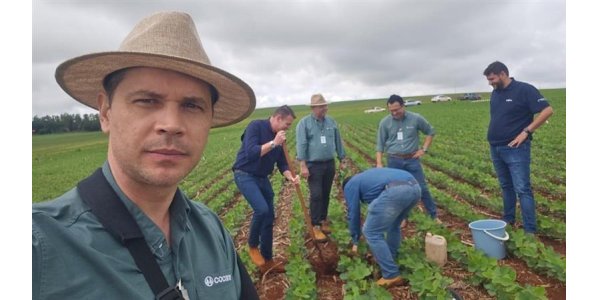 Comparação do solo e excesso de umidade causam morredeira de soja