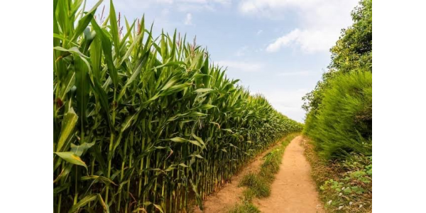 Lorem ipsum dolor sit amet