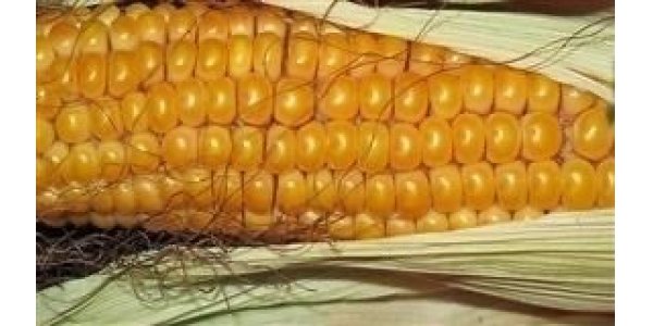 Lorem ipsum dolor sit amet