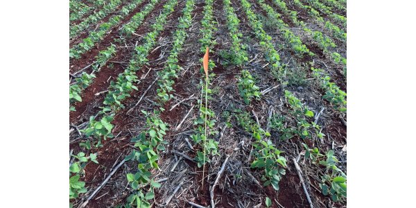 Lorem ipsum dolor sit amet