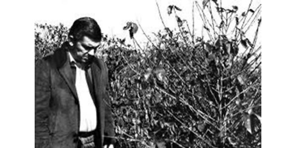 Geada Negra de 1975 completa 50 anos