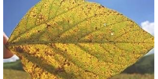 Lorem ipsum dolor sit amet