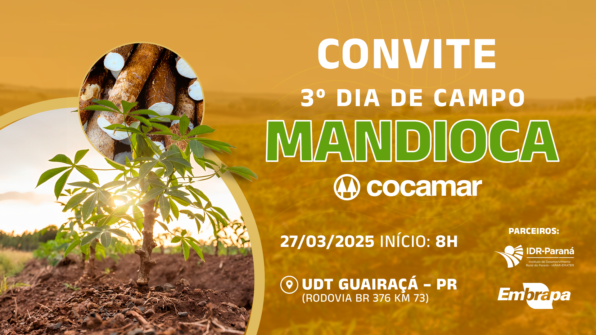 3º Dia de Campo Mandioca será no dia 27/3 na UDT em Guairaçá