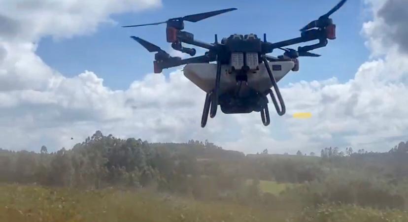 Cocamar testa sobressemeadura de braquiária em lavoura de soja