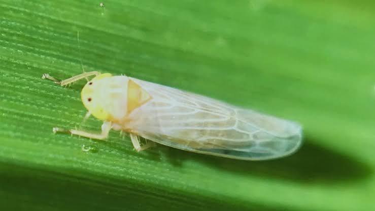 Setor produtivo se une contra cigarrinha do milho