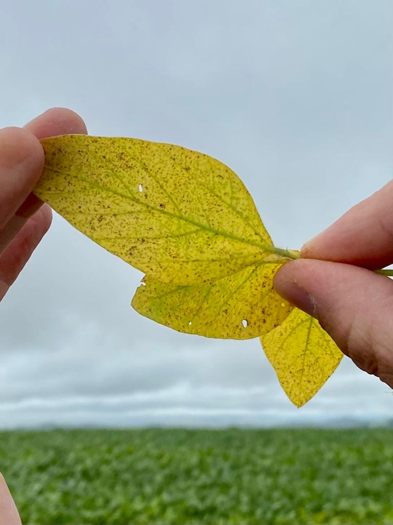 A urgência de controlar a ferrugem nas lavouras