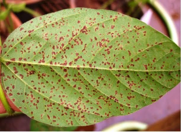 Consórcio Antiferrugem alerta para rápido aumento da doença