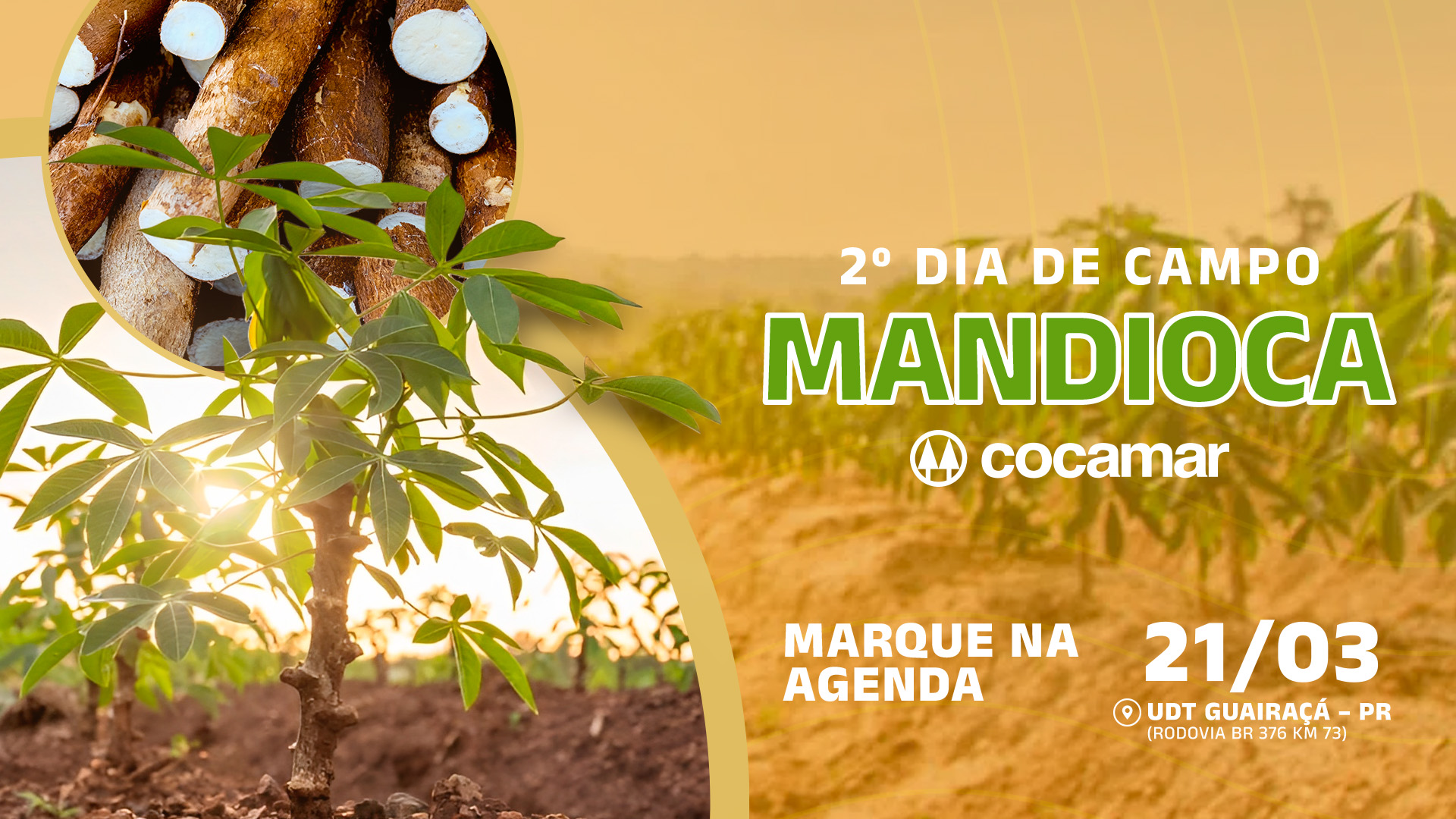  Cocamar promove, na 5ª feira, Dia de Campo sobre Mandioca