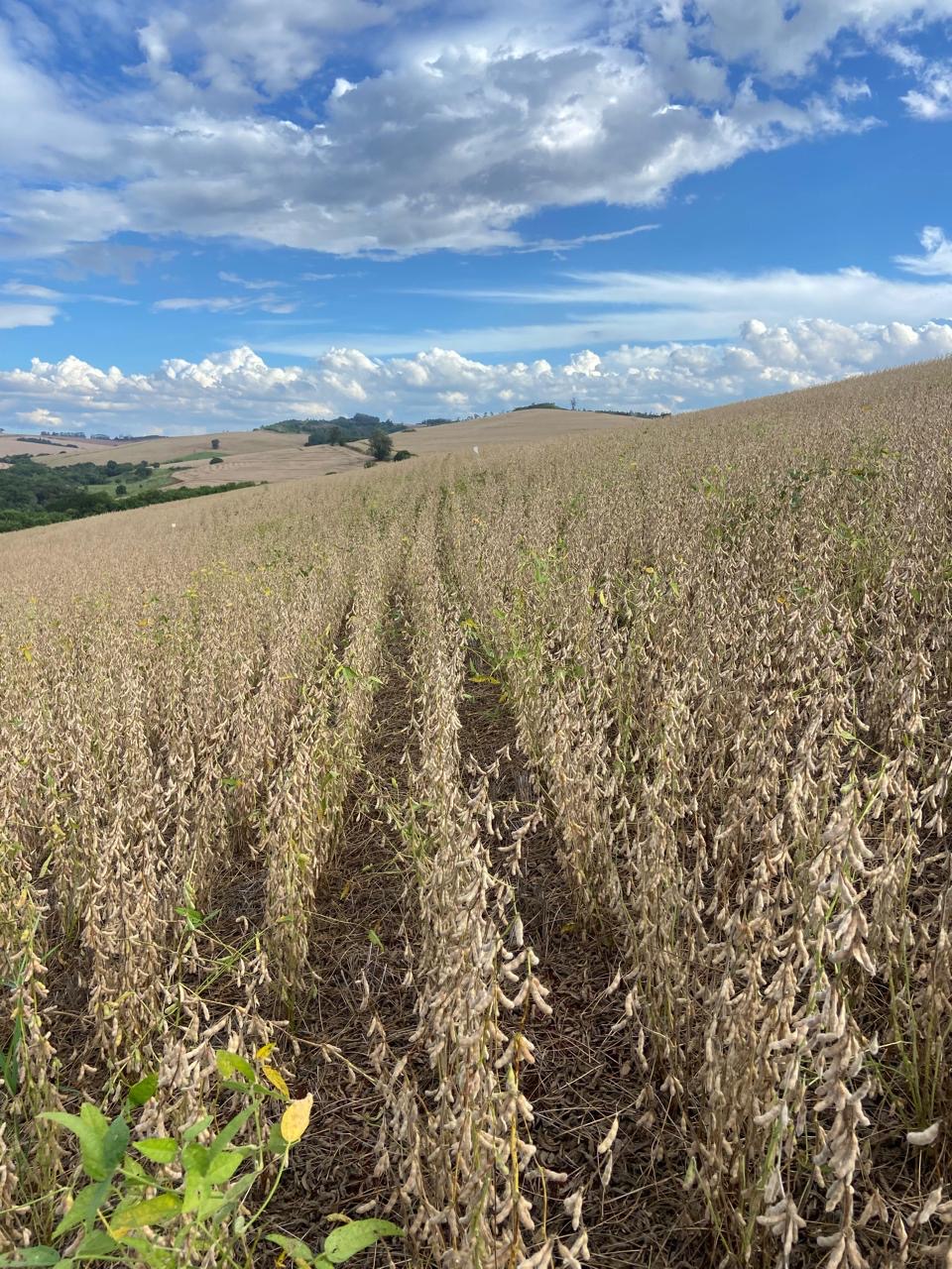 Em Assaí e Nova Fátima, no norte do Paraná, médias de produtividade variam