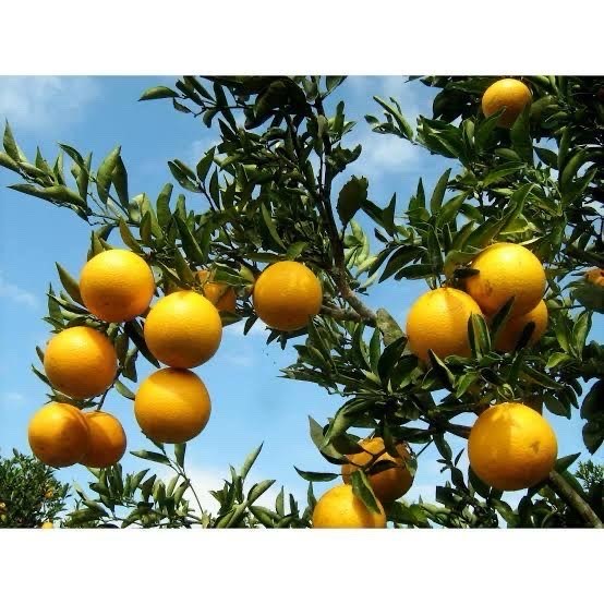 Laranja é tema de dia de campo nesta terça-feira em Nova Esperança 