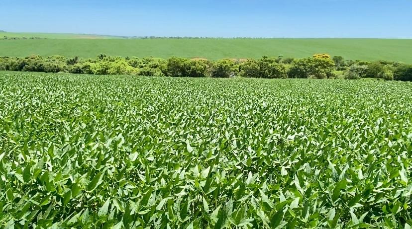 Seguro agrícola, uma ferramenta eficaz para o produtor proteger a sua safra