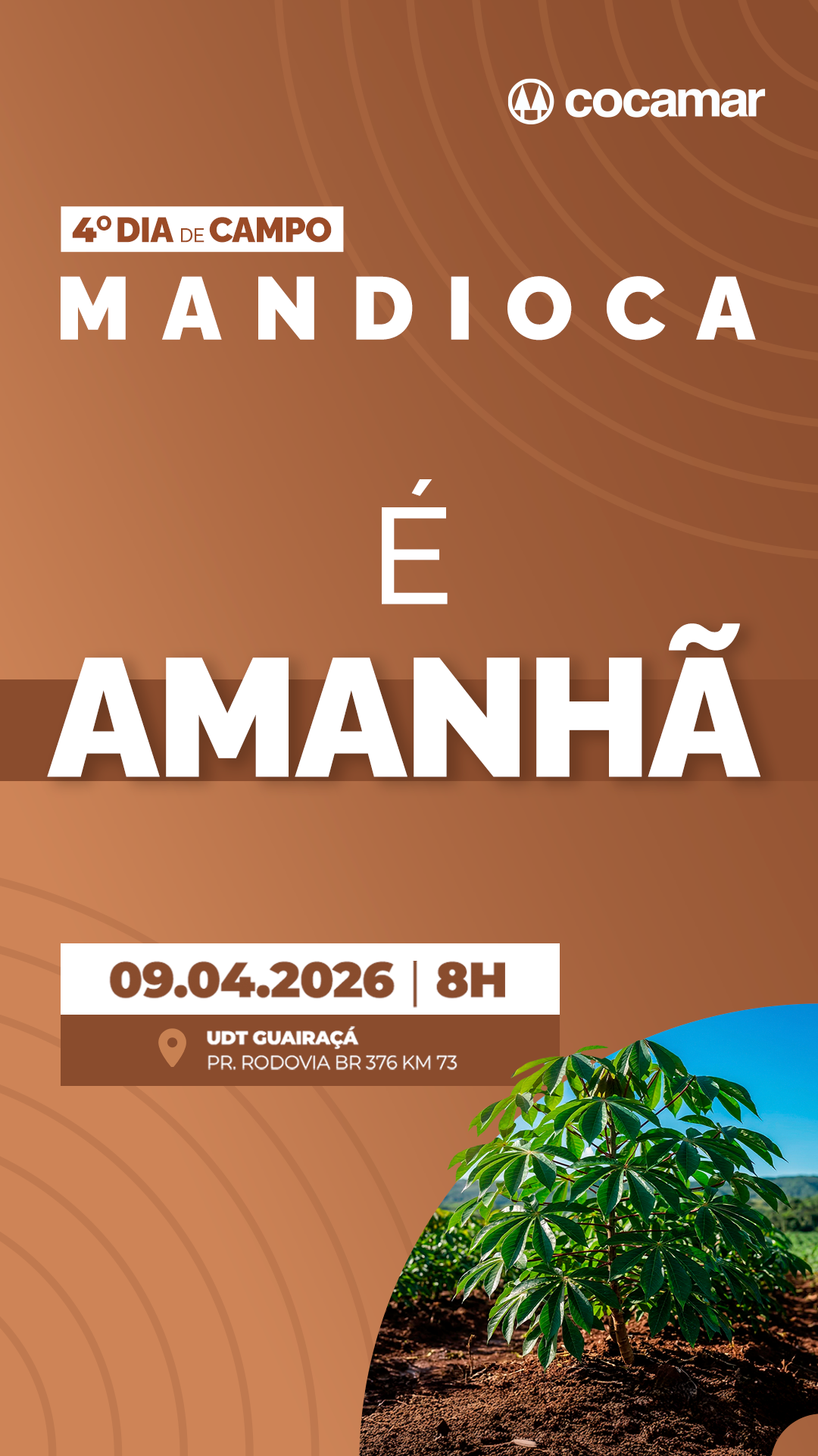  Dia de Campo Mandioca deve reunir 350 participantes na quinta-feira (9/4) na UDT da Cocamar em Guaira&ccedil;&aacute; (PR) 