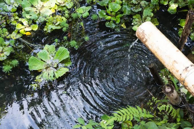 Com parceiros, Cocamar recupera nascentes de água