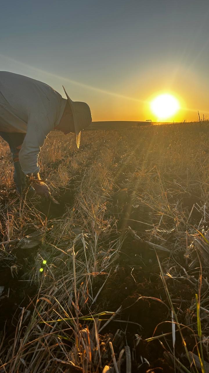 Solo úmido possibilita o início da semeadura da soja na região de Maringá