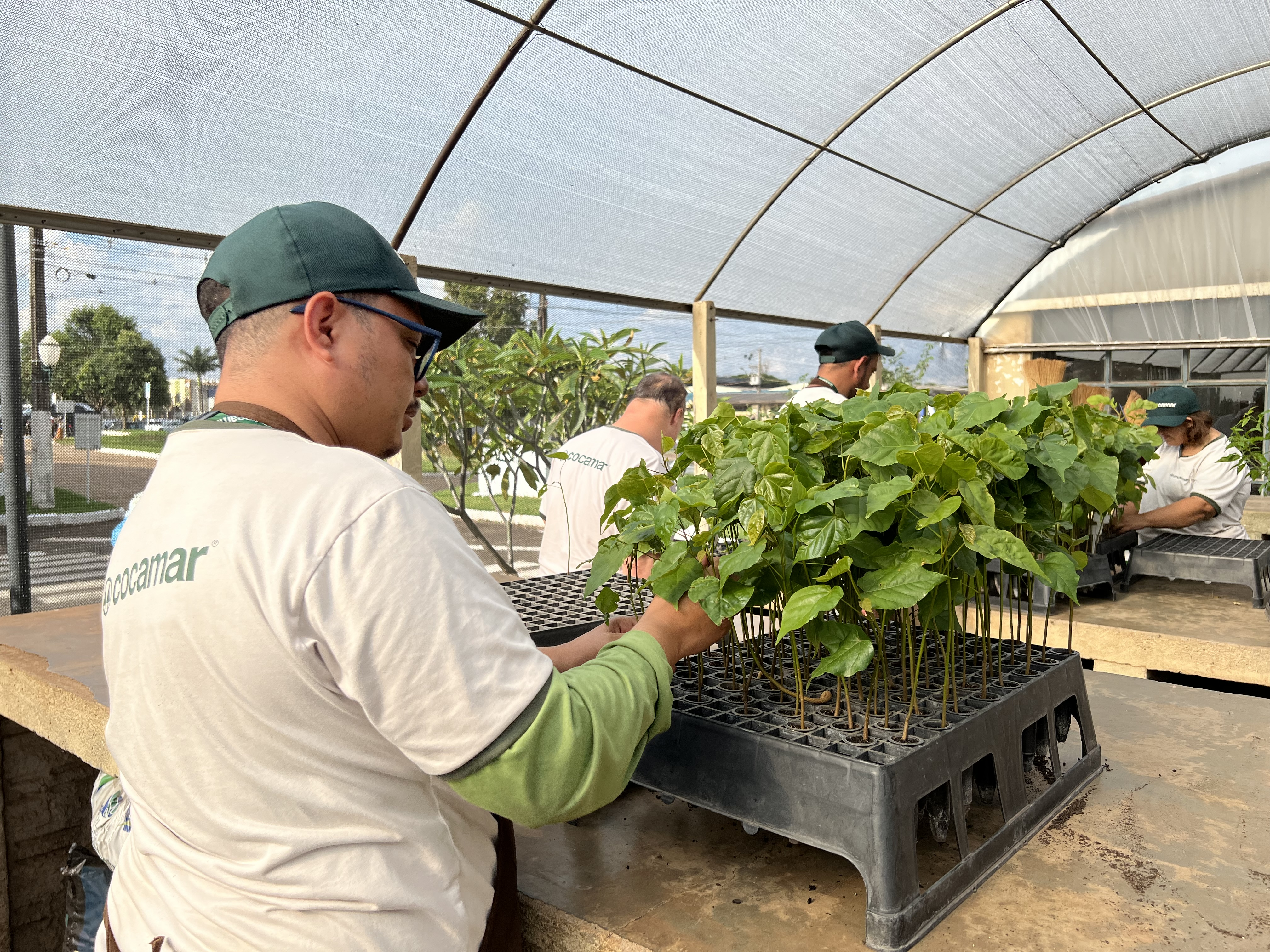 Programa Cultivar, da Cocamar, produz essências aromáticas para jardins sensoriais dos CMEI de Maringá