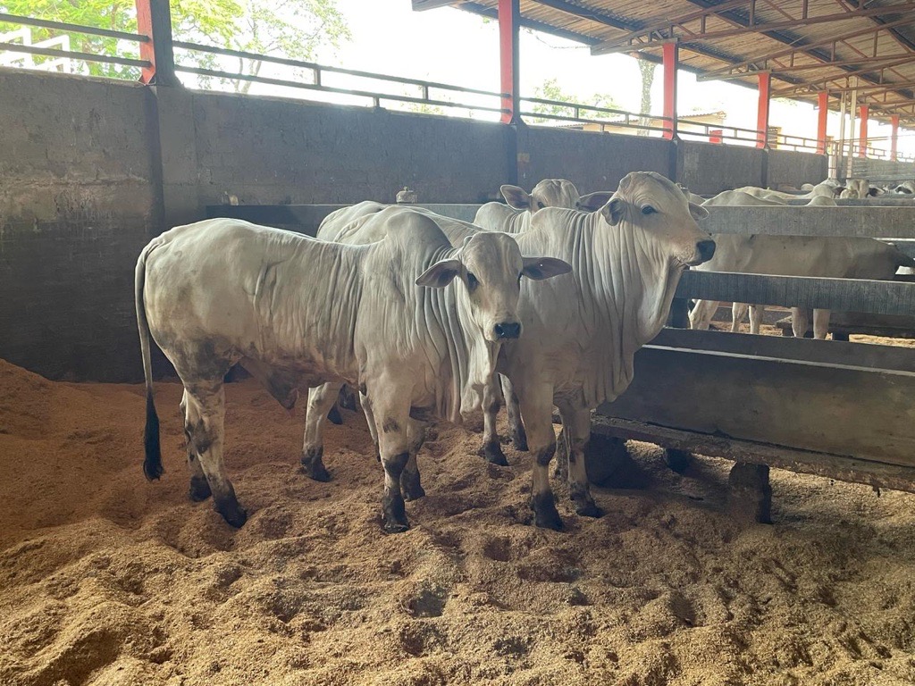 Expoingá 2025: Cocamar participa de Prova de Ganho de Peso