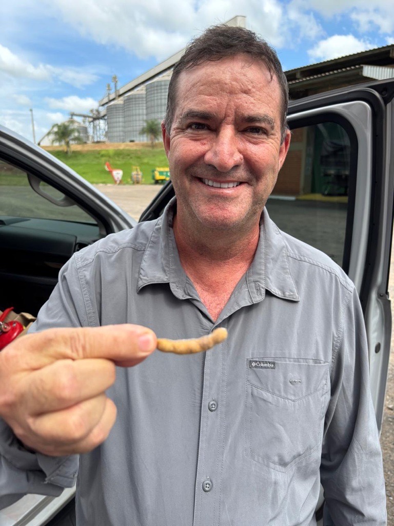 Vagens de soja com cinco grãos, são comuns?