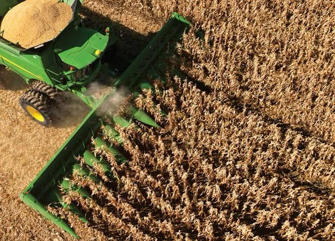 Em Londrina, expectativa de redução de 20% na produtividade do milho