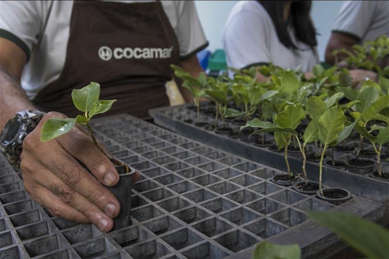 Participantes do Cultivar em Rolândia têm curso sobre cultivo de alimentos em sistema de agrofloresta