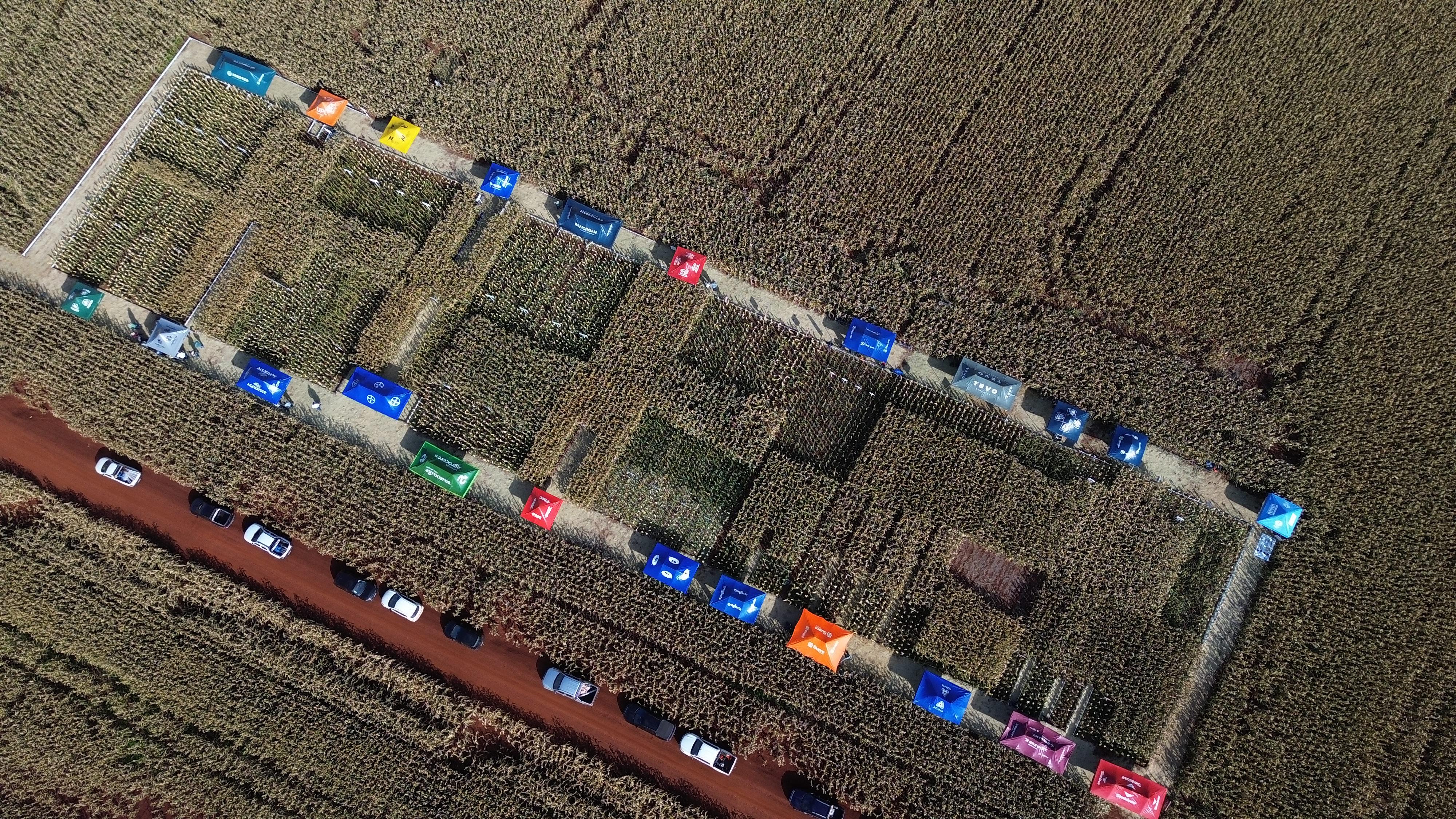 Milho: dia de campo em Palmital (SP) reúne 200 produtores