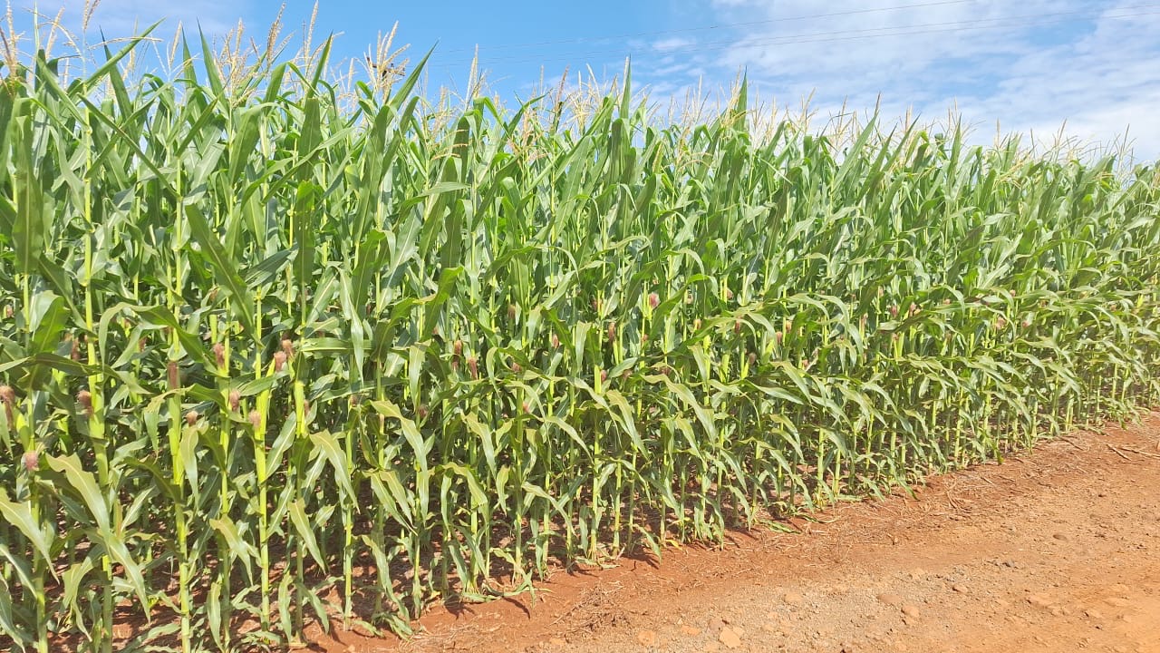 Milho: desenvolvimento varia de região para região 