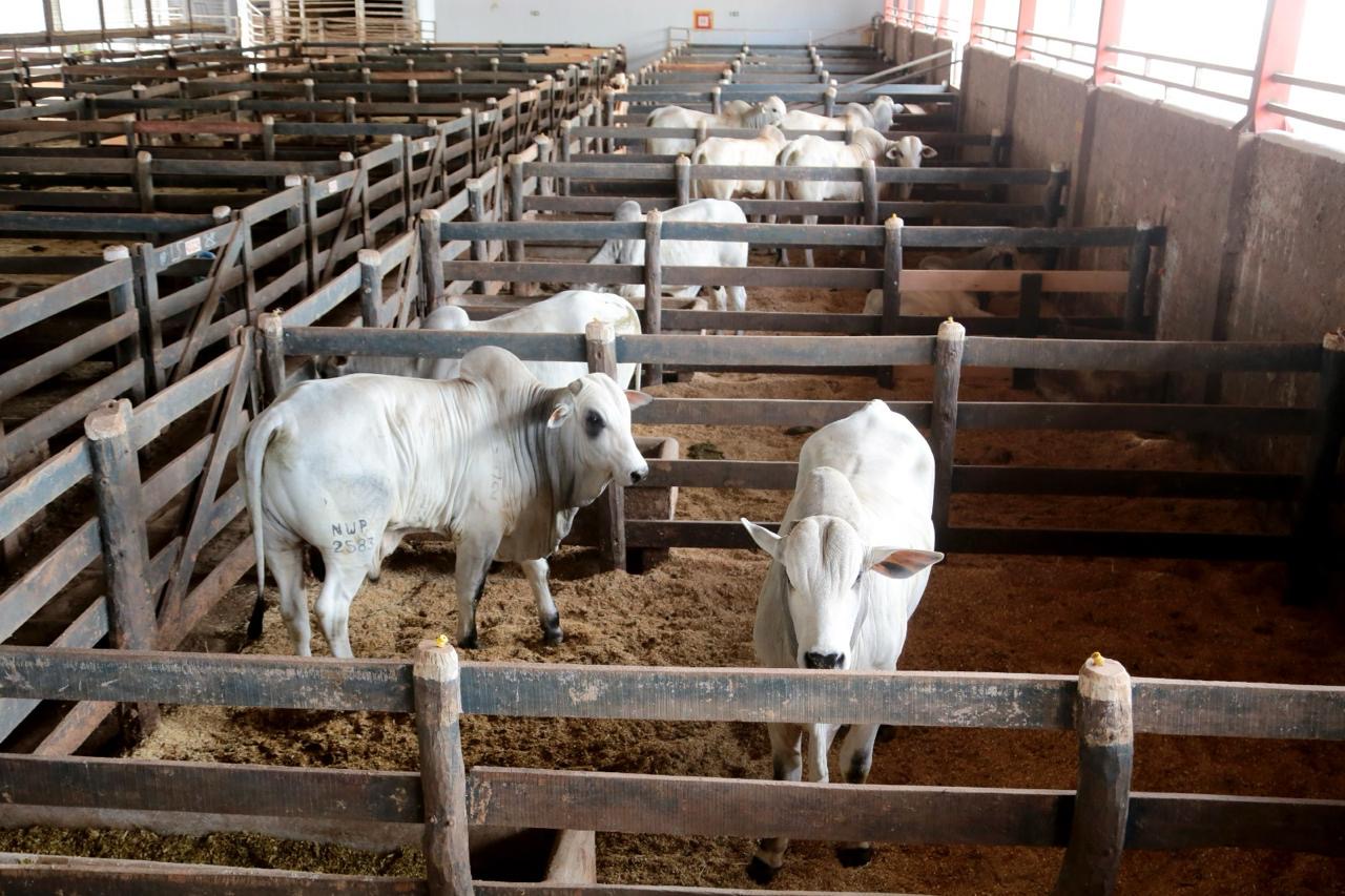 Cocamar patrocina Prova de  Gado de Peso na Expoingá 2024