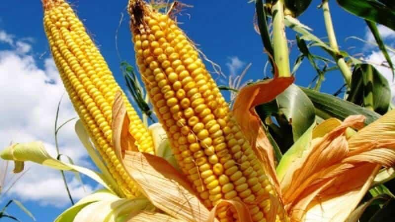 Dia de Campo sobre a cultura do milho nesta quarta-feira em Maringá