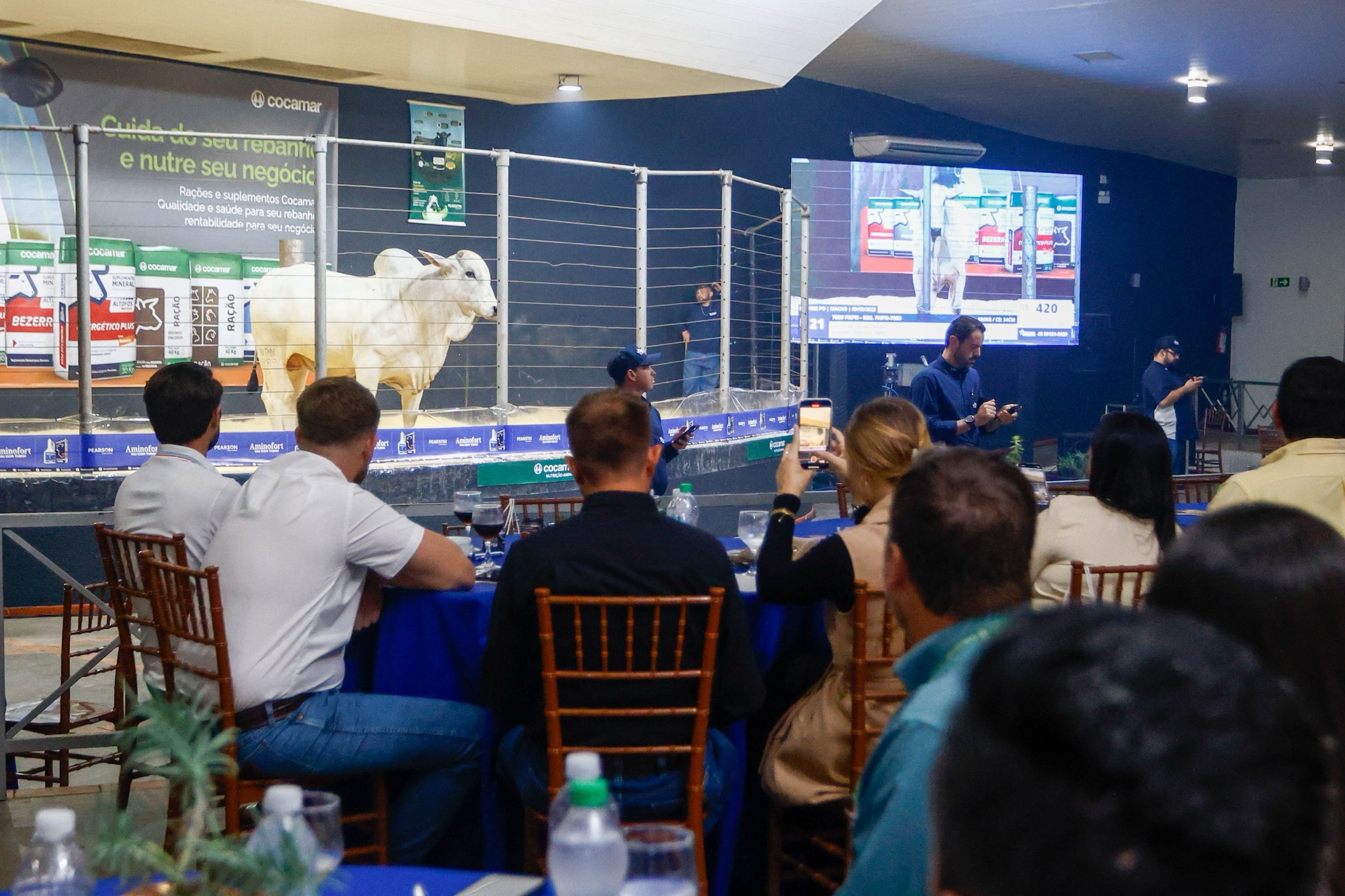 Expoingá: na Prova de Ganho de Peso, animais engordam 1,7 quilo/dia, em média