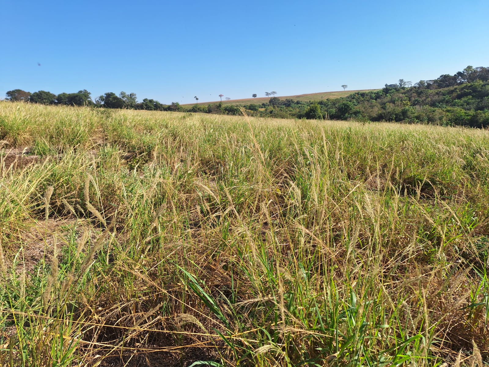 Adoção de Herbicidas Pré-emergentes: Um Passo Importante para a Agricultura Sustentável