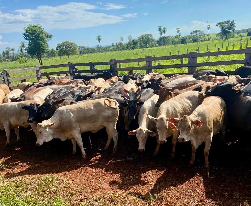 Pecuaristas de Nova Andradina (MS) testam a qualidade da Ração Cocamar  
