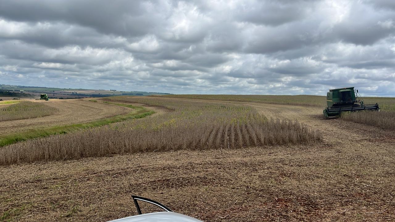 Quebra expressiva de produtividade  nas regiões da Cocamar 