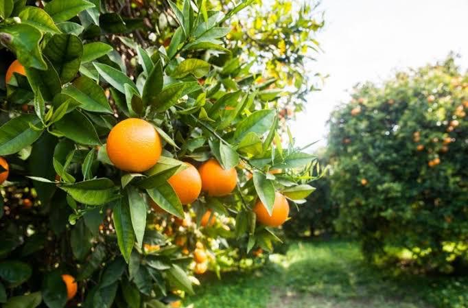 Qualidade do suco da Coopsoli chama atenção no mercado solidário   
