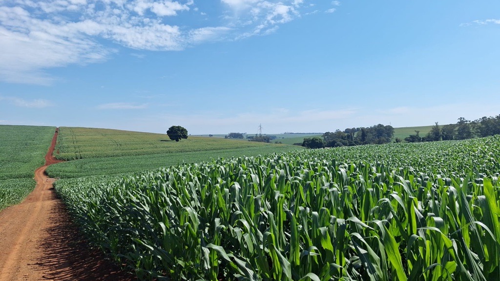 Milho: desenvolvimento varia de região para região