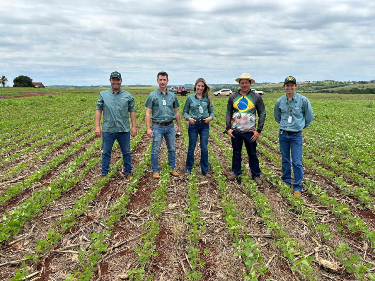 Lavoura com palhada está protegida do sol intenso e da chuva forte