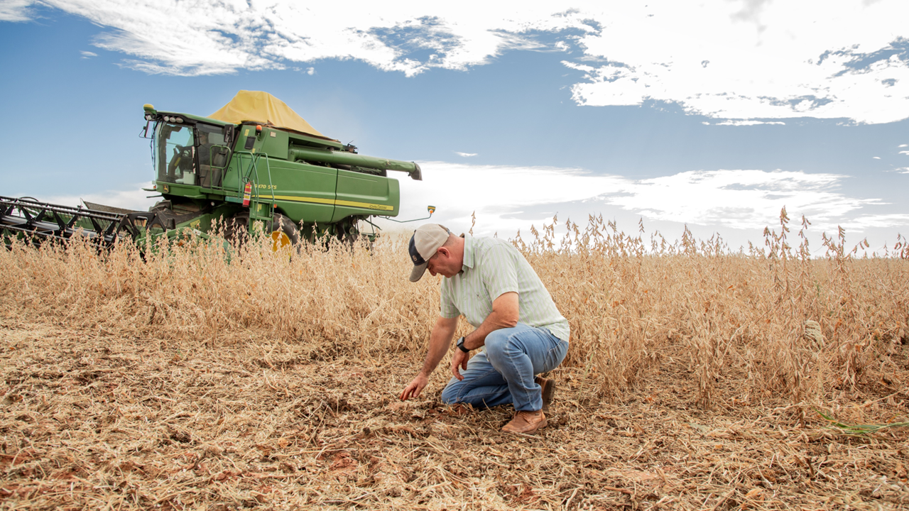 Mesmo faltando chuva em períodos decisivos, soja tem boa produtividade em sistemas integrados
