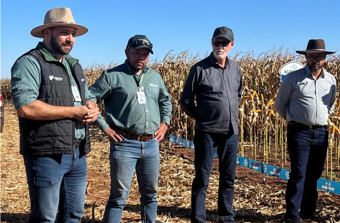 Produtores de Nova Andradina (MS) animados com a safra de milho 