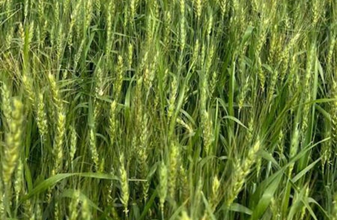 Trigo chama atenção em Querência do Norte 